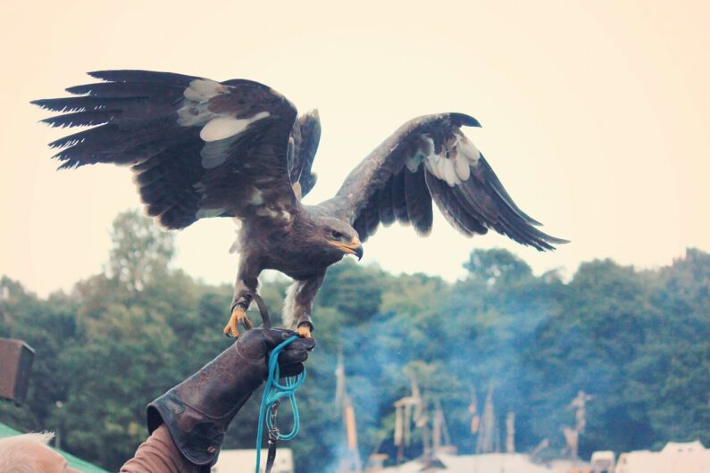 Eagle in hand