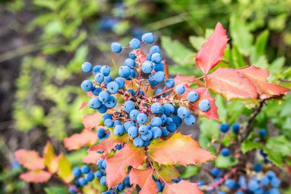 Berry season looking bright for 2024